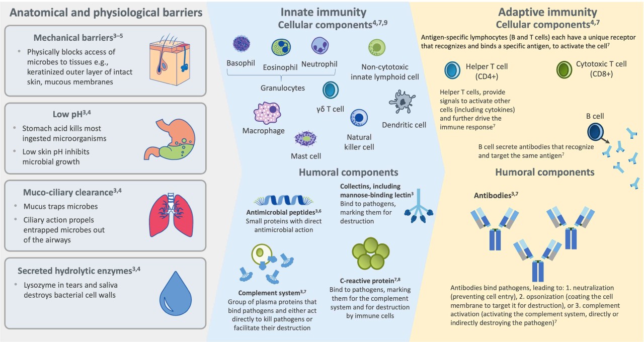 Anatomical and physiological barriers